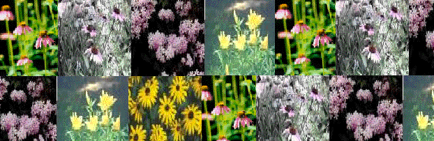 Bitmap Image
